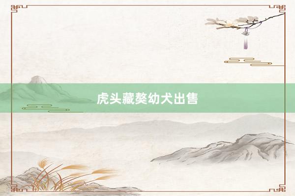 虎头藏獒幼犬出售
